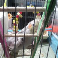 چهار تا  عروس هلندی|پرنده|اردبیل, |دیوار