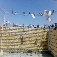 کبوتر|پرنده|آران و بیدگل, |دیوار