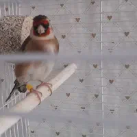 سهره چهارگل