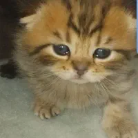 اسکاتیش نر