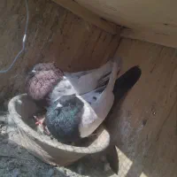 کفتر سینه ای