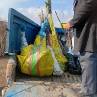 نهال انگور سیب آلو|گل و گیاه طبیعی|ساری, |دیوار