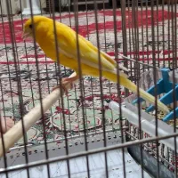 ماده قناری استونم