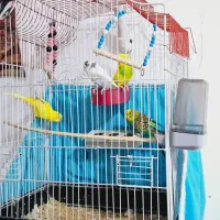 مرغ عشق دستی|پرنده|شوش, |دیوار