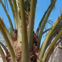 یک نخل عویدی بفروش می رسد|گل و گیاه طبیعی|شادگان, |دیوار