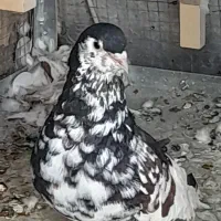 کفتر شهری جفتی|پرنده|شیراز, امام حسین|دیوار