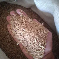 گندم|لوازم جانبی حیوانات|جوادآباد, |دیوار