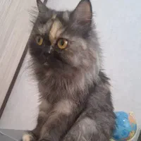 گربه پرشین باردار|گربه|مشهد, نیروی هوایی|دیوار