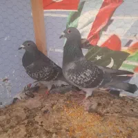 پلاکی جفتگاه وسه تا پرشی|پرنده|نیشابور, ریوند|دیوار