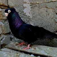 کبوتر زاغ و بور