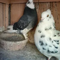 کبوتر دونسته|پرنده|صباشهر, |دیوار