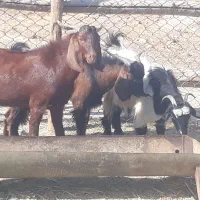 ۱۰ راس کره بز پرواری چاق چاق برا قصابی در سربندر