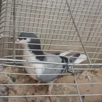کبوتر بدرنگ|پرنده|اصفهان, خیادان|دیوار