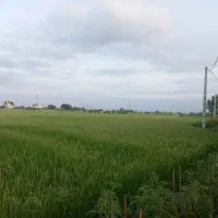 زمین کشاورزی آس آس فوق امکانات دابودشت عظیم آباد|فروش زمین و ملک کلنگی|دابودشت, |دیوار