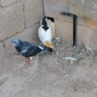 کبوتر نر|پرنده|کلاله, |دیوار