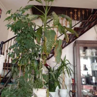 گل طبیعی|گل و گیاه طبیعی|طاغنکوه, |دیوار