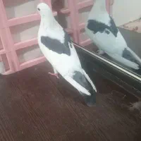 کبوتر نر دو کت فروشی|پرنده|مهران (ایلام), |دیوار