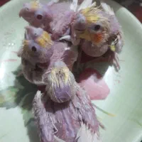 جوجه عروس هلندی خوشکل وزیبا لوتینو چشم شرابی