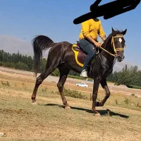 اسب دره شور فروشی