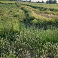 زمین-کشاورزی