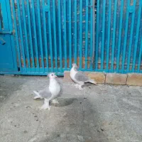 لاهور الماسی|پرنده|قم, کیوانفر|دیوار