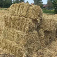 کاه سرچینه برنج هاشمی پره سر آماده