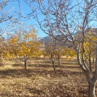 فروش باغ درخت گردو|فروش زمین و ملک کلنگی|بوئین و میاندشت, |دیوار