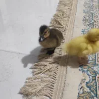 ۲ عدد جوجه اردک
