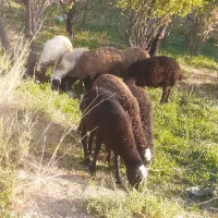 بره نر