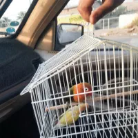 کوتوله ۲عدد