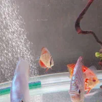 ۷ عدد دیسکس|ماهی|مشهد, شهید رضوی|دیوار