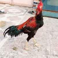 خروس|حیوانات مزرعه|میناب, |دیوار