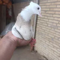 کبوتر طوقی