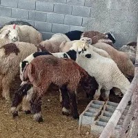 بره