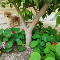 گمشده|حیوانات|اصفهان, کوی ولی عصر|دیوار