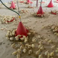 بوقلمون خنجی(بیوتی سنگین وزن)