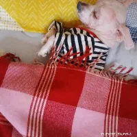 سگ شیتزو گم شده|سگ|اهواز, نادری|دیوار