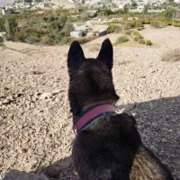 ماده هاسکی اصیل|سگ|سمنان, |دیوار