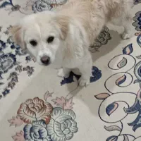 حیوان خانگی|سگ|تربت‌حیدریه, رضاشهر|دیوار