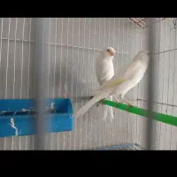 قناری سوپر رسمی نر وماده در نی ریز