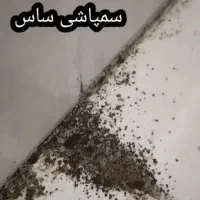 سمپاشی تضمینی ساس سوسک موش۱۰۰٪(رسالت پنچتن گلشهر )|خدمات نظافت|مشهد, طلاب|دیوار