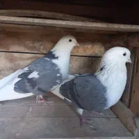 نر وماده پشت سبز خال قدیمی