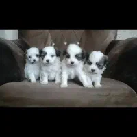 شیتزو عروسکی و مالتیپو