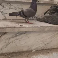 یجفت کفتر کار داده
