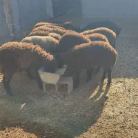 تعداد بره ماده به فورش میرسه.و تعداد شون 12عدد|حیوانات مزرعه|نیشابور, دارایی|دیوار