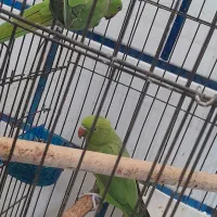 یک جفت ملنگو جوان همراه با ۳تخم