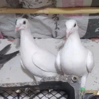 کبوتر مسافتی فیلی و سفید|پرنده|مینودشت, |دیوار