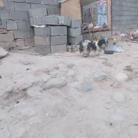 سگ پاکوتاه