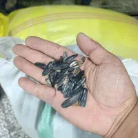 تخمه خام ایرانی خارجی