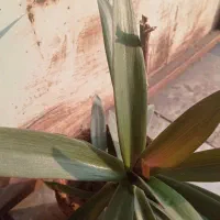 گل و گلدان|گل و گیاه طبیعی|اهواز, کوی صادقیه|دیوار